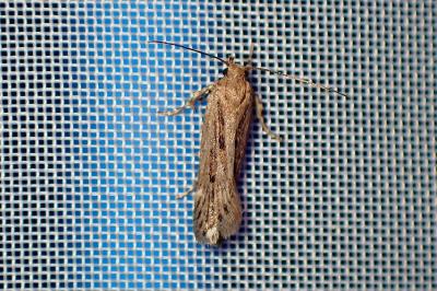 <i>Aroga velocella</i>