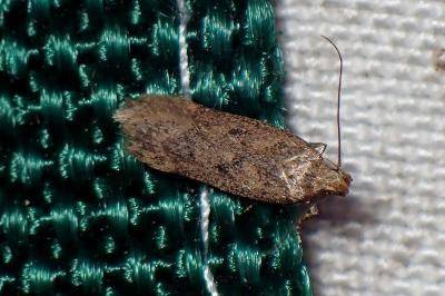 <i>Bryotropha</i>