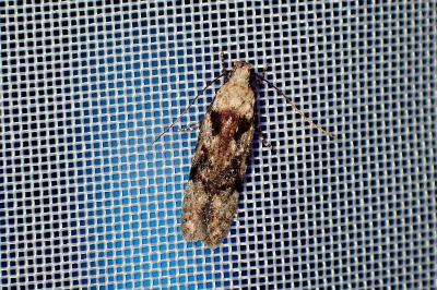 <i>Carpatolechia decorella</i>