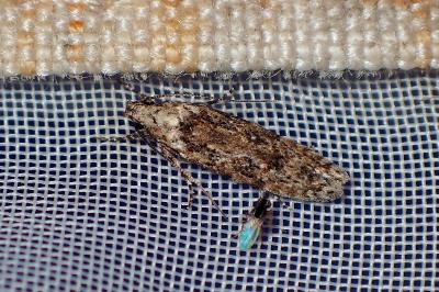 <i>Carpatolechia decorella</i>
