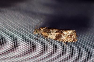 <i>Celypha cespitana</i>