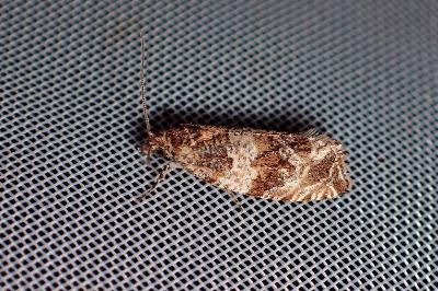 <i>Celypha cespitana</i>