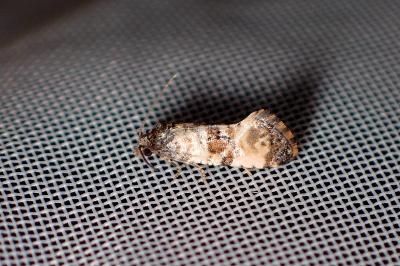 <i>Cochylis atricapitana</i>