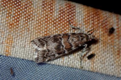 <i>Dioryctria sylvestrella</i>