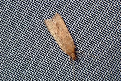 <i>Helcystogramma lutatella</i>