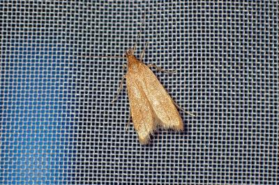 <i>Helcystogramma rufescens</i>
