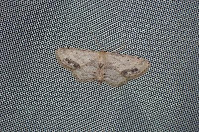 <i>Idaea dimidiata</i>