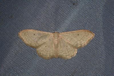 <i>Idaea straminata</i>