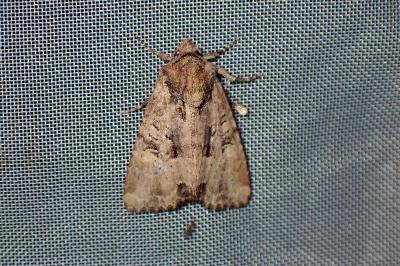 <i>Mesapamea secalella/secalis</i>