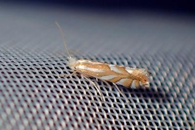 <i>Phyllonorycter</i>