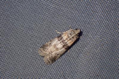 <i>Sciota rhenella</i>