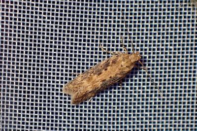 <i>Scrobipalpa ocellatella</i>
