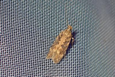 <i>Scrobipalpa ocellatella</i>