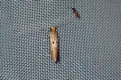 <i>Tinea trinotella</i>