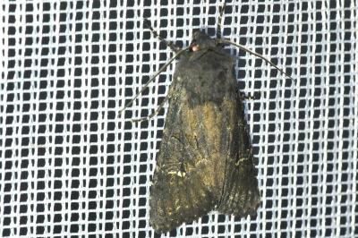 <i>Aporophyla nigra</i>