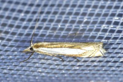 <i>Crambus pascuella</i>