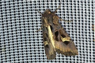 <i>Trigonophora flammea</i>