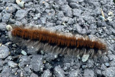 <i>Macrothylacia rubi</i>