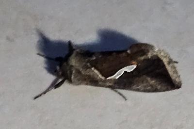 <i>Macdunnoughia confusa</i>
