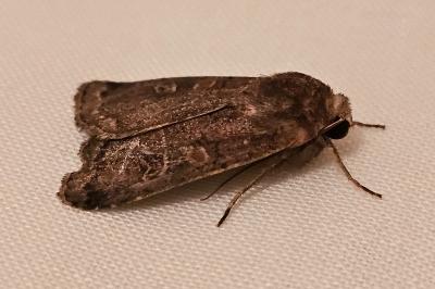 <i>Xestia xanthographa</i>