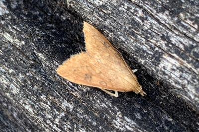 <i>Udea ferrugalis</i>