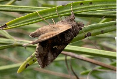 <i>Autographa gamma</i>