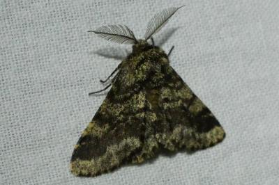 <i>Apocheima hispidaria</i>