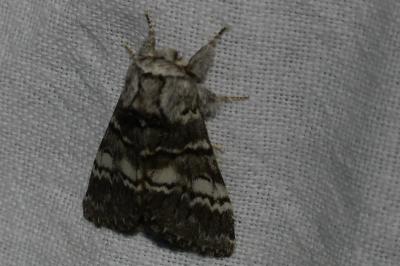 <i>Drymonia ruficornis</i>