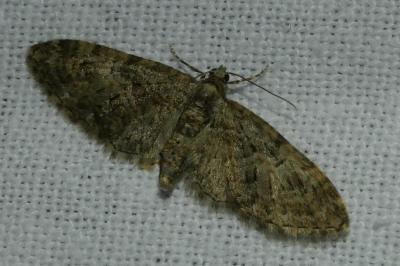 <i>Eupithecia abbreviata</i>