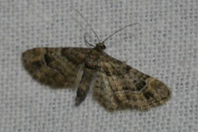 <i>Gymnoscelis rufifasciata</i>