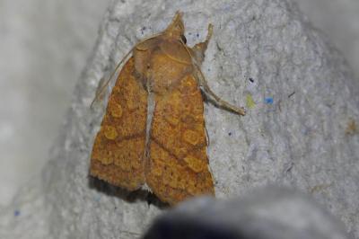 <i>Jodia croceago</i>