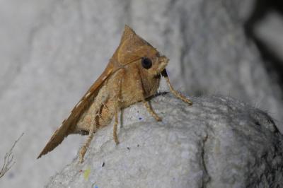<i>Jodia croceago</i>