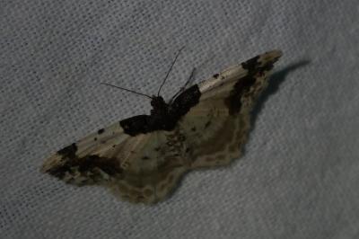 <i>Ligdia adustata</i>