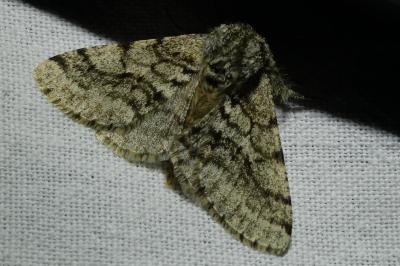 <i>Lycia hirtaria</i>