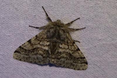 <i>Lycia hirtaria</i>