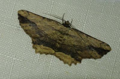 <i>Menophra abruptaria</i>