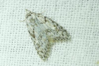 <i>Nola cicatricalis</i>