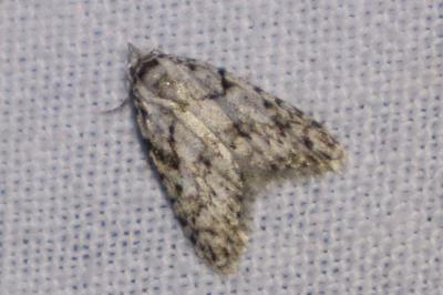 <i>Nola cicatricalis</i>