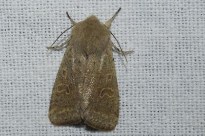 <i>Orthosia cruda</i>