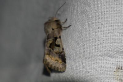 <i>Orthosia gothica</i>