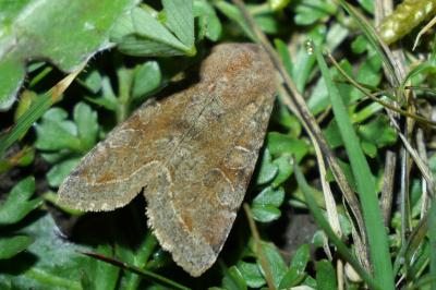 <i>Orthosia incerta</i>