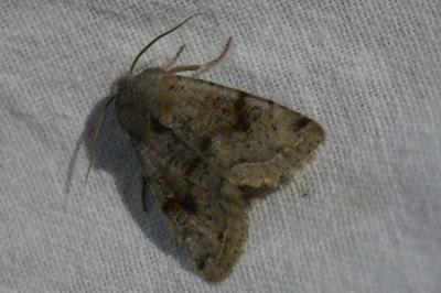 <i>Orthosia</i>