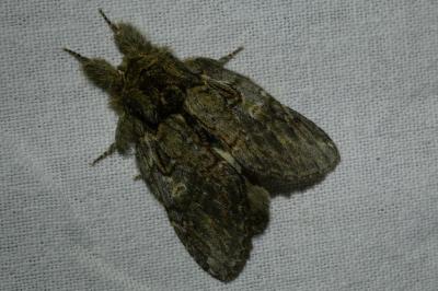 <i>Peridea anceps</i>