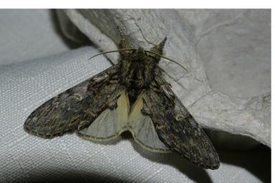 <i>Peridea anceps</i>