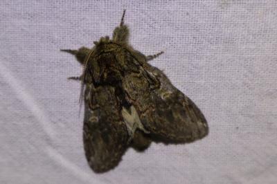 <i>Peridea anceps</i>