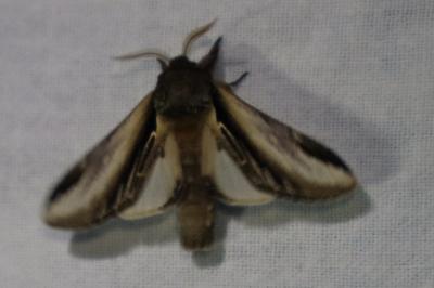 <i>Pheosia tremula</i>