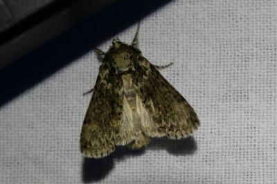 <i>Polyploca ridens</i>