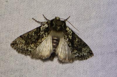 <i>Polyploca ridens</i>