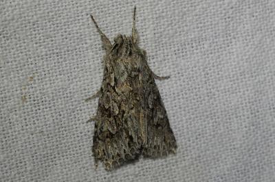 <i>Xylocampa areola</i>