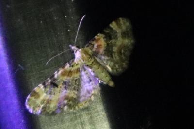 <i>Acasis viretata</i>